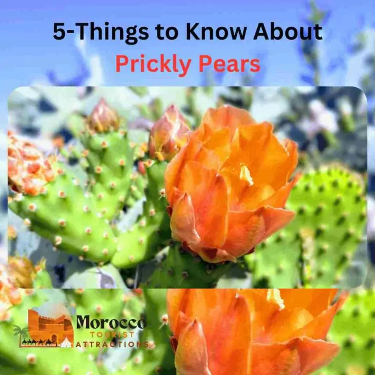 5-Things-to-Know-About-Prickly-Pears1